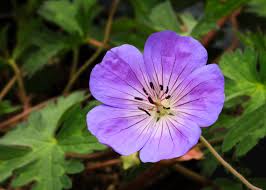 We did not find results for: Top Ten Perennials To Plant This Spring From Ox Magazine