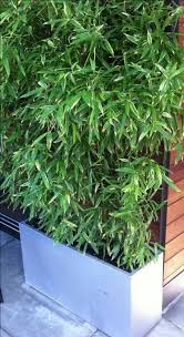 Learn about privacy screen options. 63 Trendy Garden Patio Plants Privacy Screens Patio Plants Screen Plants Privacy Plants