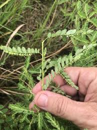 Image result for Phyllanthus fraternus