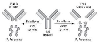 The general attributes of ficin and its enzymic action have not been thoroughly described in the literature. Pierce Mouse Igg1 Fab And F Ab 2 Preparation Kit Thermo Scientific Vwr