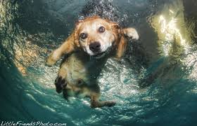 Take a look at the amazing boston terrier underwater photos below. Pics Stop What You Re Doing And Look At Dogs Underwater Fstoppers
