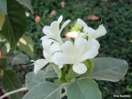 Image result for Barleria albostellata