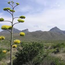 Image result for Xymalos