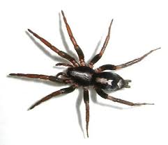 Parson Spider Herpyllus Ecclesiasticus Bugguide Net Spider Spider Species Funnel Web Spider