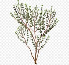 Tu pourras également insérer des dessins ou des objets de la bibliothèque. Thym Herbe Jardin De Thym Png Thym Herbe Jardin De Thym Transparentes Png Gratuit