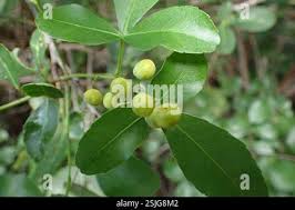 Image result for Searsia natalensis