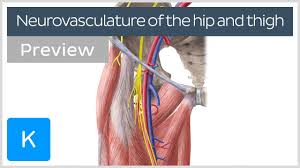 The information contained in anatomy atlases is not a substitute for the medical care and advice of your physician. Hip And Thigh Arteries Veins And Nerves Preview Human Anatomy Kenhub Youtube