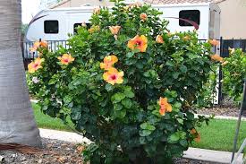 Hibiscus Bush Hibiscus Bush Growing Hibiscus Hibiscus Garden