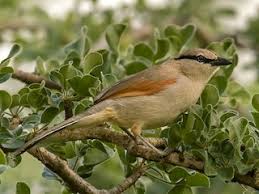 Image result for Tragia shirensis