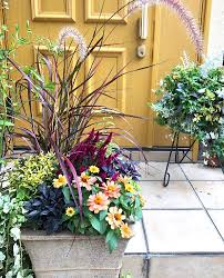 やっと玄関前の鉢に寄せ植えしました 夏の暑さでぐちゃぐちゃになっていたのを放置してたので これで気分良く出かけられます お花が枯れてると 出かける時にテンション下がるんですよねーって私だけ 大好きなパープルファウンテングラスを入れたくて こんな