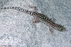 Image result for Dignathia gracilis