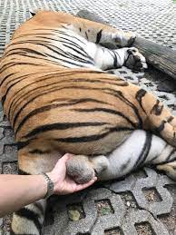 Selfie-obsessed woman slammed for fondling 'drugged' tiger's testicles for  warped social media likes | The Irish Sun