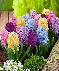 Pin On Flowers