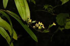 Image result for Polystachya albescens