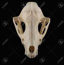 Download in under 30 seconds. Raccoon Procyon Lotor Skull Top View Isolated On Black On The Stock Photo Picture And Royalty Free Image Image 51300729
