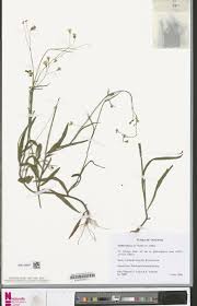 Image result for Emilia limosa