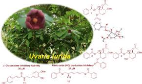 Image result for Uvaria tanzaniae
