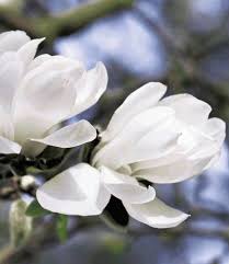 Its ecommerce net sales are generated almost entirely in germany. Magnolien Jade Lamp Tulpenbaum Magnolienbaum 1 Pflanze Magnolia Denudata Von Baldur Garten Gmbh Http Www Amazon De Dp Magnolien Magnolienbaum Pflanzen