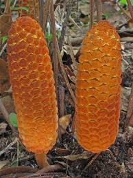 Image result for Zamiaceae