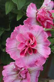 Pin By Isabel Maldonado Busch On Flowers Beautiful Flowers Amazing Flowers Petunia Plant