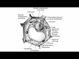 This diagram of animal cell is very important diagram for exam. How To Draw Plant Cell Diagram Plant Cell Diagram Draw Labelled Plant Cell Diagram Draw Plant Cell Youtube