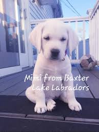 We did not find results for: Mimi 6 Mos White English Labrador Retriever Puppy Updates Baxter Lake Labradors