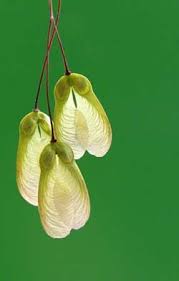 Secret Found To Flight Of Helicopter Seeds Nature Inspiration Seeds Scientific Illustration