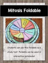Mitosis Study Guide Mitosis Mitosis Foldable Mitosis Activity