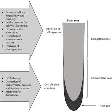 Plant roots, plant sensory biology, plant electrophysiology, plant polarity, plant morphogenesis, plant (a) cells in the transition zone maintain their nuclei in the central position. Cellular And Ultrastructure Alteration Of Plant Roots In Response To Metal Stress Intechopen