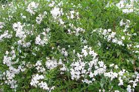 Image result for Solanum laxum