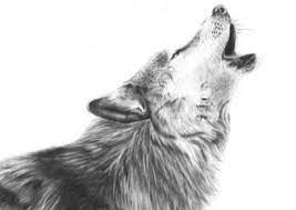 I begin by loosely sketching out the basic shapes of the wolf and then refine them before going around it with a fine line pen. Pin On Svcc Art