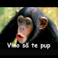 Sa te pup in bot mihaita piticu si cristi nuca. Pagina Iubitorilor De Frumos About Facebook