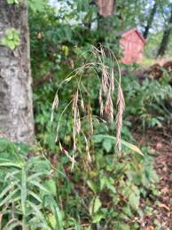 Image result for Bromus