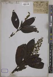 Image result for Bertiera