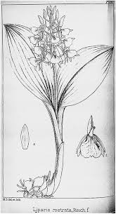 Image result for Liparis caespitosa