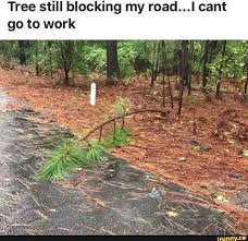 Tree Still Blocking My Road L Cant Go To Work Ifunny Funny Pictures Funny Photos Pictures