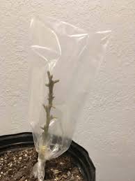 A dense leaf canopy can act like a kite by catching the wind and can result in tree breakage q: Tips Information About Avocados Gardening Know How