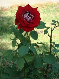 Read 12 reviews from the world's largest community for readers. The Proud Red Rose Every And Everything
