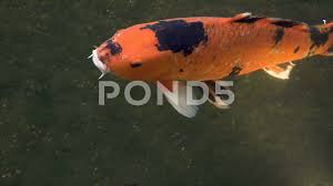 All koi come with a live arrival guarantee. Gold And Black Spotted Female Koi Fish Stock Video Pond5
