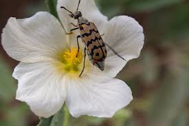 Image result for Sida ovata