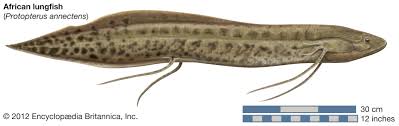 This study aimed to clone and sequence the ut isoforms. African Lungfish Fish Britannica