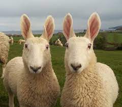 Bluefaced leicester sheep breeders' association. Border Leicester Sheep I Used To Have Some They Were So Sweet With Such A Great Personality Sheep Breeds Sheep Sheep Farm