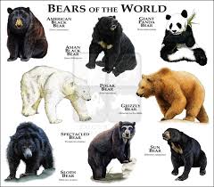 Black Bear Vs Grizzly Bear Size Difference Wildlife Art Bears Of The World Bear Art Asian Black Bear American Black Bear