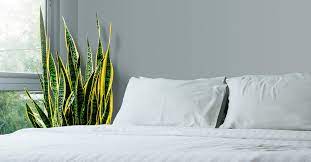 In spain, it is called st. Benefits Of Snake Plant Plus Types Cautions And How To Grow