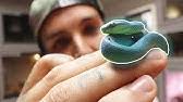 Check spelling or type a new query. Venomous Bright Blue Komodo Island Pit Viper Tyler Nolan Youtube