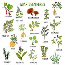 The Ultimate Guide To Adaptogens Everything You Need To