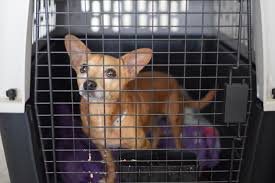 We are located directly across the street from the convention center at 510 ne mlk blvd. Adoptable Dogs Flown From Hawaii Arrive In Oregon Oregonlive Com