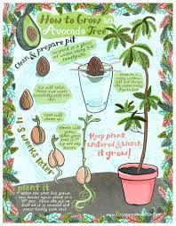 Homemade Plants Avocado Plant Grow Avocado