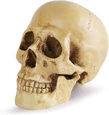 Amazon.co.jp: LilMou 頭骸骨 ドクロ ガイコツ 1/1 実物大 模型 置物 レプリカ 人体模型 髑髏 樹脂 スカル スケルトン  インテリア : ホビー