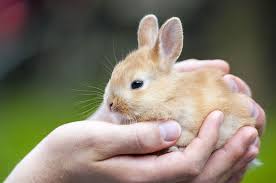 Children of all ages will love meeting these animals. Bring The Zoo To You With A Mobile Petting Zoo In Los Angeles